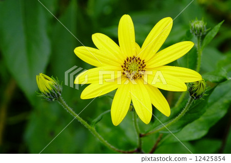 Flower of chrysanthemum 12425854