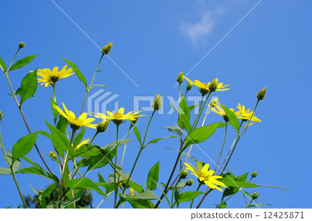 菊花之花 12425871