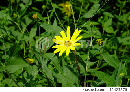 菊花之花 菊花之花 12425876