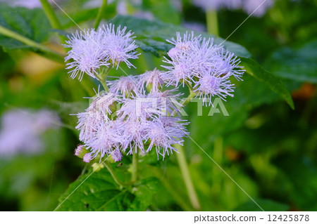 Cuckoo thistle 12425878