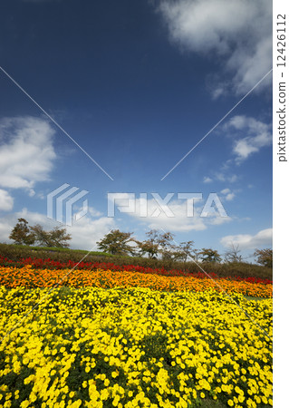 花圃和藍天 12426112