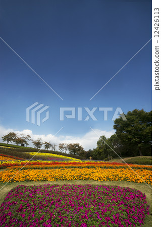 花圃和藍天 花圃和藍天 12426113