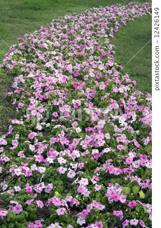 Imperatians Imperatians 12426149