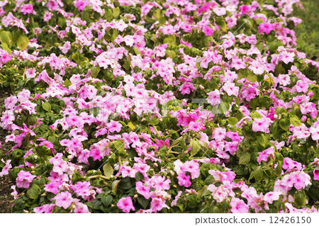 鳳仙花團塊 照片素材 圖片 圖庫