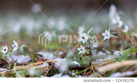 Setsubunsou Setsubunsou 12426178