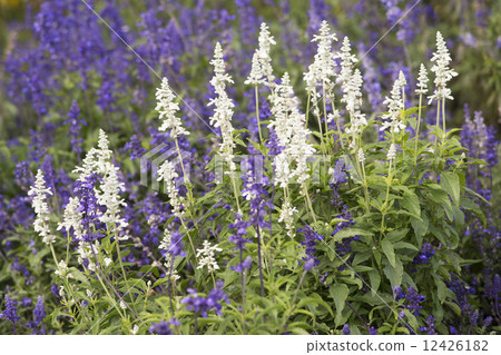 Salvia group 12426182