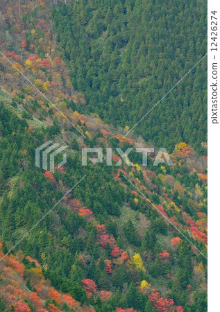 Autumn leaves of Ena mountain Autumn leaves of Ena mountain 12426274