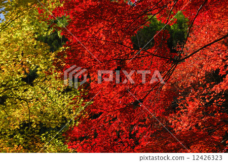 Najinan秋葉 12426323