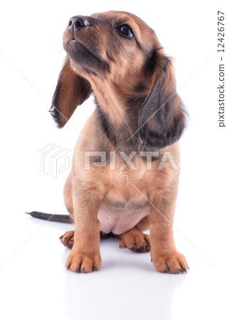 dachshund  12426767