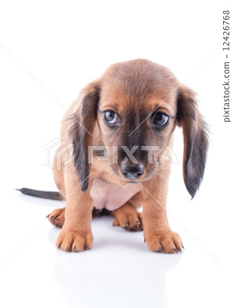 dachshund  12426768