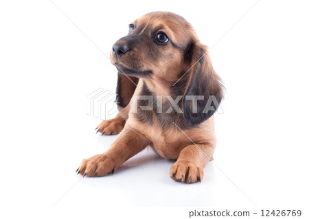 dachshund  12426769