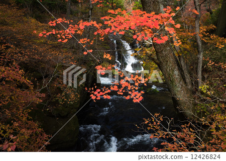 秋天的樹葉落下 12426824