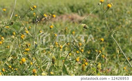 16:9 Koendangungsa(Pinus thunbergii)的天然植物 16:9 Koendangungsa(Pinus thunbergii)的天然植物 12426953