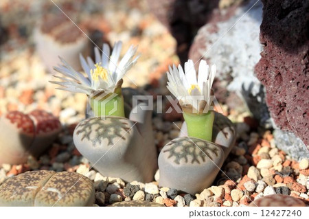 多汁植物 12427240