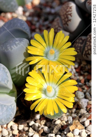 多汁植物 12427258