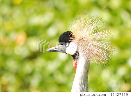 African Crowned Crane 12427559