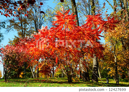 The trees in autumn colors in Mezhigirya 12427699
