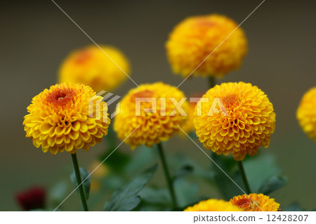 Gigantic Gigantic 12428207