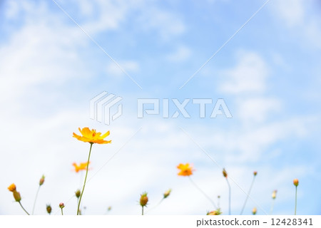 Autumn sky  12428341