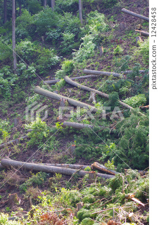 Aim for profitable forestry 12428458