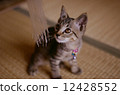 One kitten One kitten 12428552