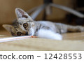 One kitten One kitten 12428553