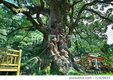 Kagoshima prefecture · Gamo no Ogusu Kagoshima prefecture · Gamo no Ogusu 12428633