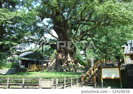 Kagoshima prefecture · Gamo no Ogusu Kagoshima prefecture · Gamo no Ogusu 12428636