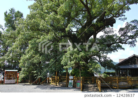 Kagoshima prefecture · Gamo no Ogusu Kagoshima prefecture · Gamo no Ogusu 12428637