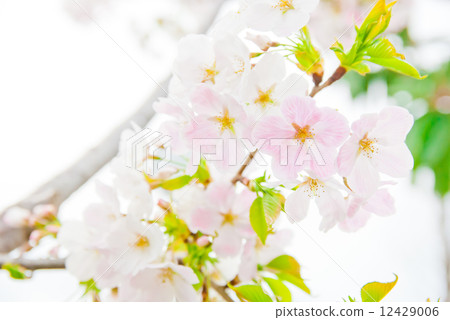Unusual cherry blossoms with white and pink petals Unusual cherry blossoms with white and pink petals 12429006