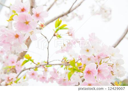 Unusual cherry blossoms with white and pink petals Unusual cherry blossoms with white and pink petals 12429007