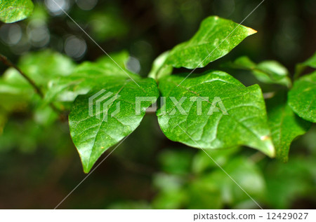 Tree · Coxeracea plant Tree · Coxeracea plant 12429027