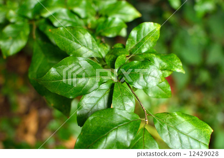 Tree · Coxeracea plant Tree · Coxeracea plant 12429028