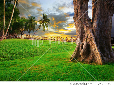 beautiful landscape of green grass field park against dusky sky 12429050