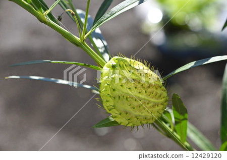 Futenota cotton (balloons cotton) fruits Futenota cotton (balloons cotton) fruits 12429120