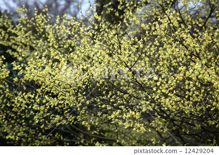 Hyuga mizuki集團 12429204