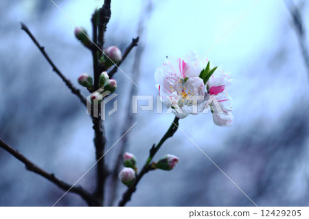 盛開的華媽媽Genpea 12429205