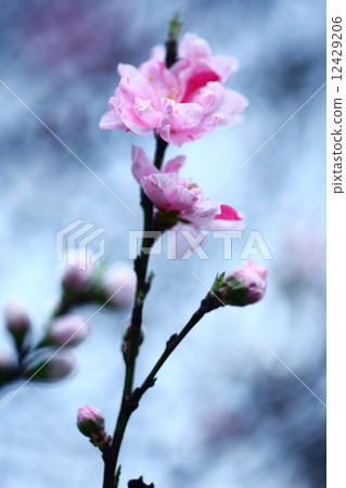 盛開的華媽媽Genpea 12429206