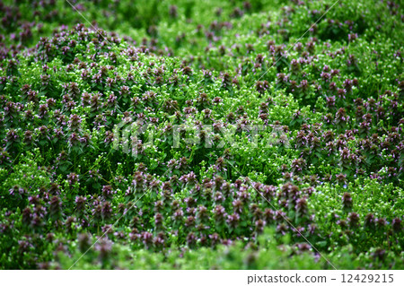 A group of Himeodorikonso 12429215