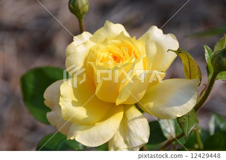 Rose Golden Glow Rose Golden Glow 12429448