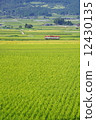 Early summer rice field and local line 12430135
