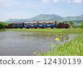 Spring rice paddies and truck trains 12430139