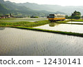 Seasonal local line of rice planting 12430141