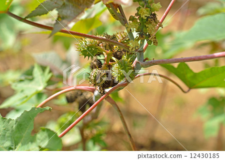 Plant · Radix Citrus Family 12430185