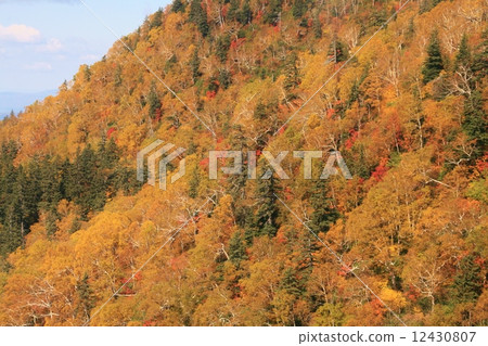 秋天的樹葉 12430807