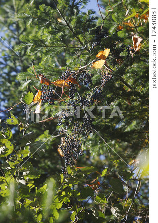 葡萄coignetiae 12430831