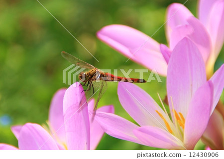紅蜻蜓 12430906