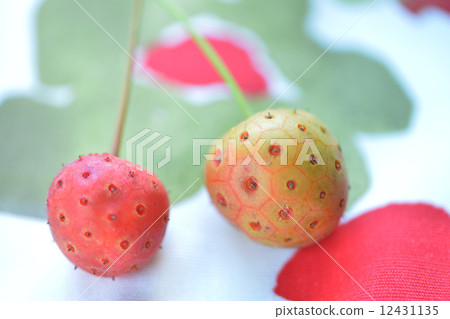 Yamamoto的果實 12431135