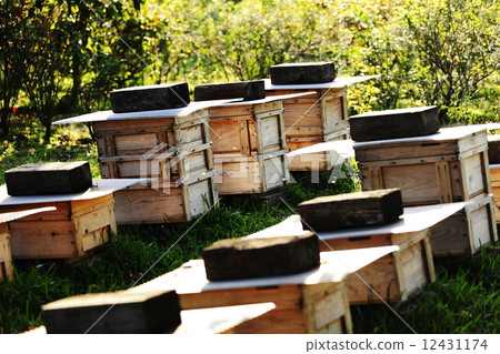 在市中心的養蜂場 12431174