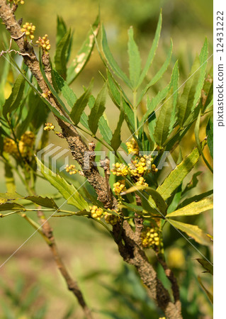 Tree · Hosoba hyiraginan ten 12431222